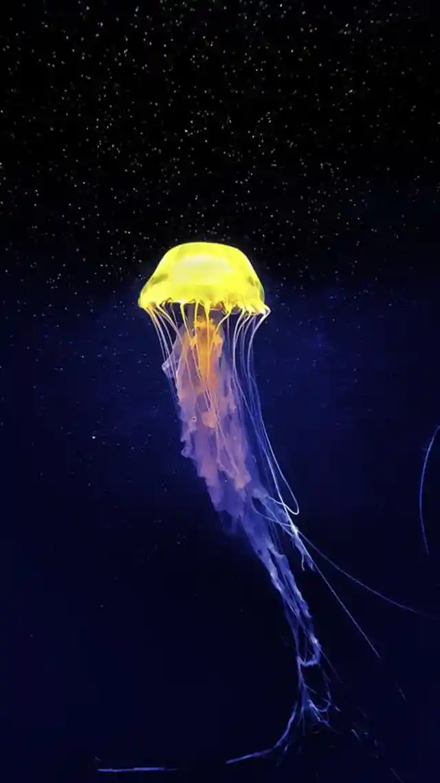 4 Facts About Jellyfish You Might Not Know