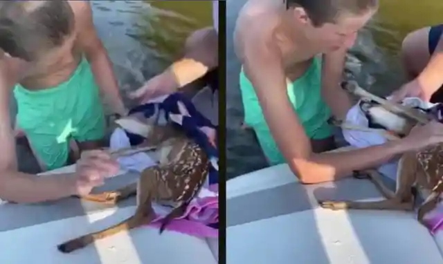 CPR Used to Save Baby Deer Floating In a Lake 