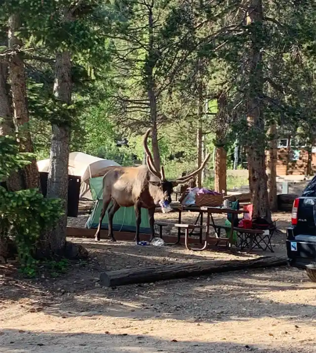 Deer Experiencing Nature’s Takeout