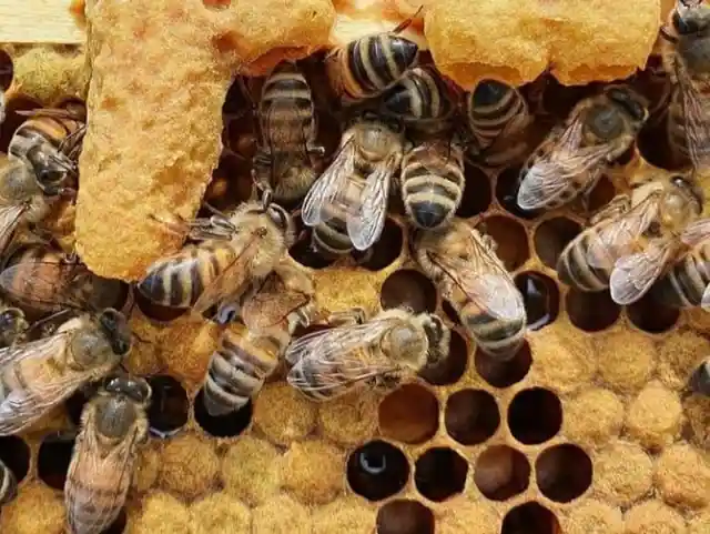 Las bulliciosas abejas de Maryland