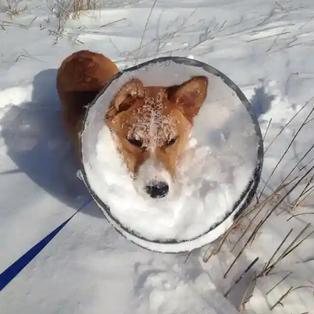 雪のコーギーのジレンマ