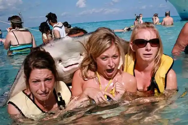 Smiling Manta Ray