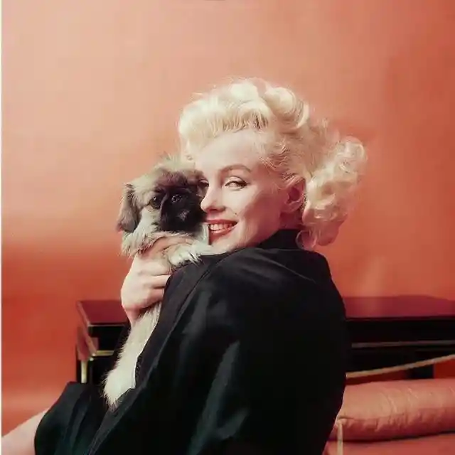 1955 Photoshoot With Marilyn And Cute Pup