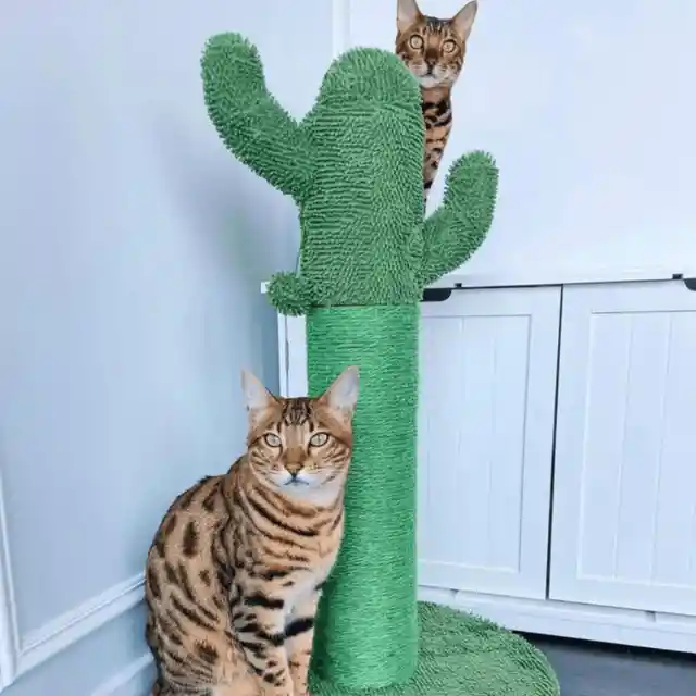 Scratching Posts Are A Must