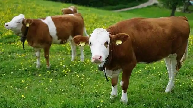 Las calamitosas vacas de Iowa