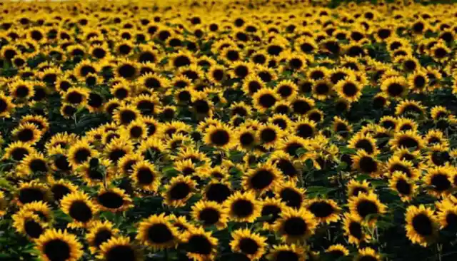 Sunflower Are a Symbol of Peace