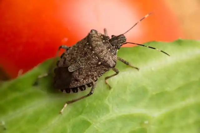 A Complete Guide to Dealing with the Brown Marmorated Stink Bug