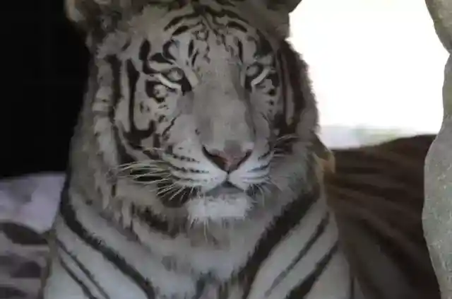 ブランカの姿は見えず