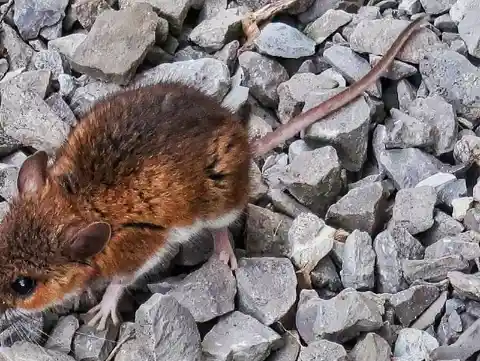 The Diminutive Deer Mice Of Nevada