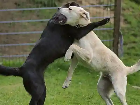 Los perros de ataque de Michigan