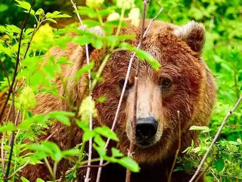 The Gargantuan Grizzly Bears Of Montana