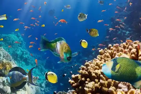 Red Sea Diving