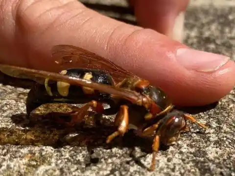 The Stinging Insects Of Massachusetts