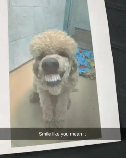 This Doggo Knows How to Smile