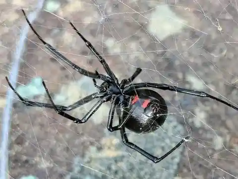 The Hair-Raising Black Widow Of Rhode Island