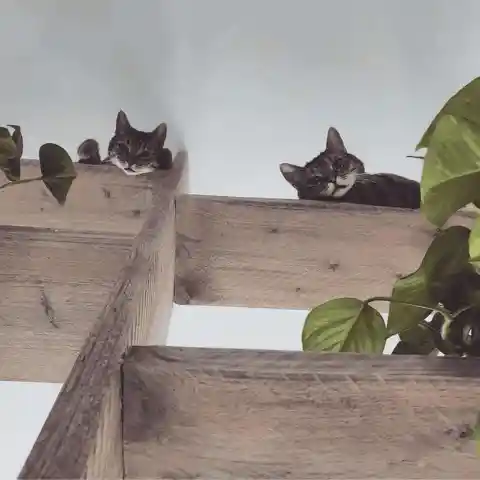 Cats Are Climbers