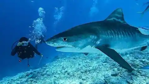 The Terrifying Tiger Sharks Of Hawaii