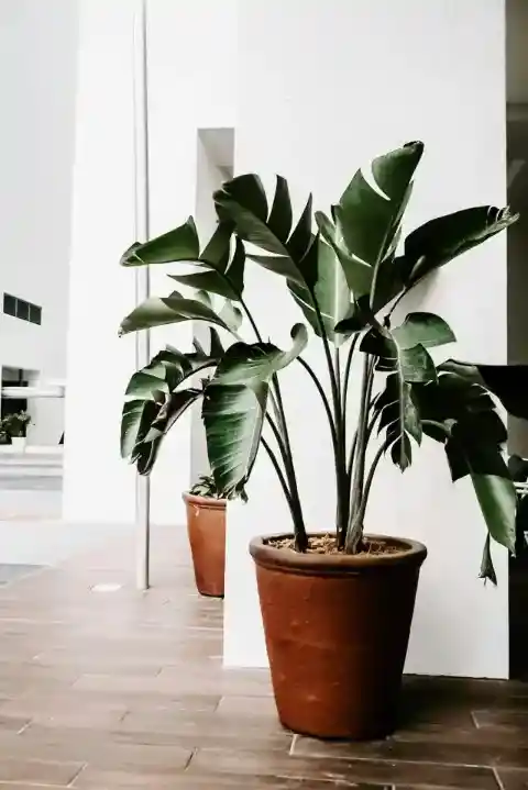 Happy Plants, Happy Life