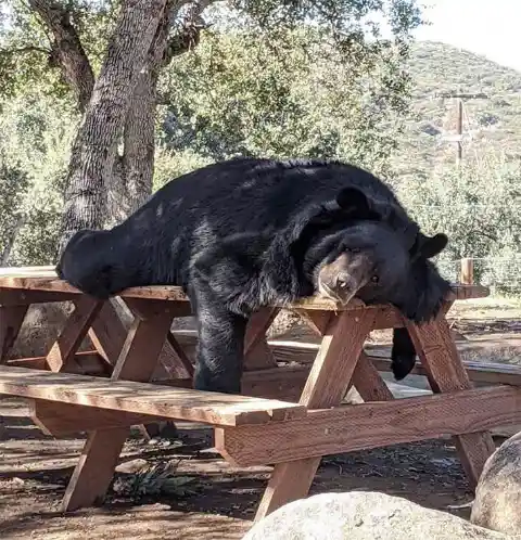Bear Essentials