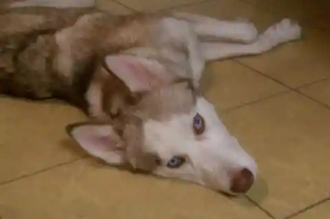 Heart Warming: Couple Takes In Starving Dog And See Him Transform - UNPUBLISHED