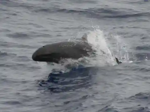 ウォルフィンズ