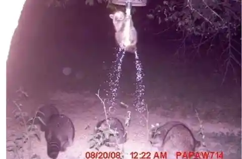 It's Raining Raccoons!