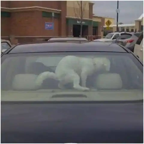 No deje a su perro en el coche