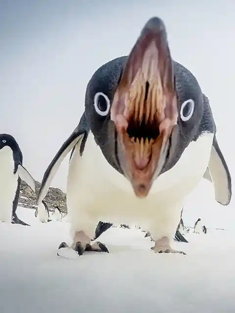 Verschiedene Arten von Happy Feet