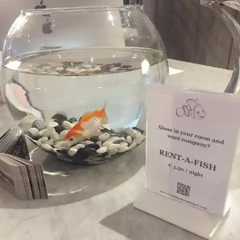 Feeling Alone? Get A Fish For The Night!