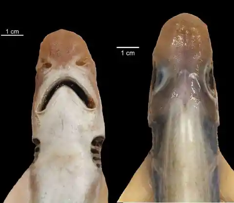 In A Surprising Find By Marine Scientists - There Are Skinless Sharks