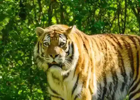 妊娠してほしい