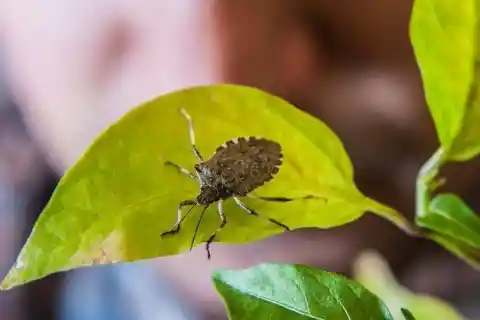 A Complete Guide to Dealing with the Brown Marmorated Stink Bug