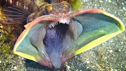 The Sarcastic Kissing Fish