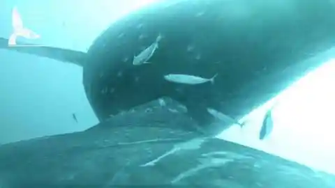 Newly Taken Humpback Whale Footage Shows Us how They Care For Their Kids