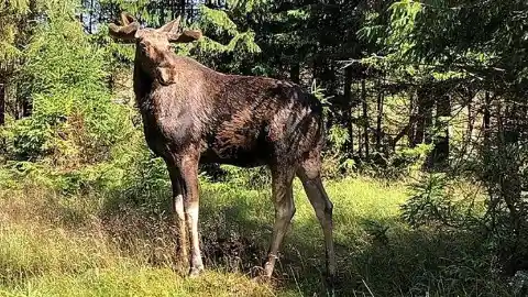 El Alce Mamut de Maine