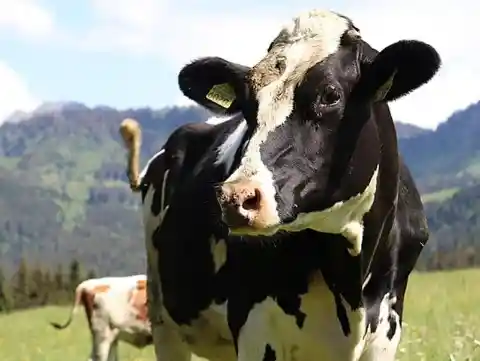 Las vacas catastróficas de Kansas