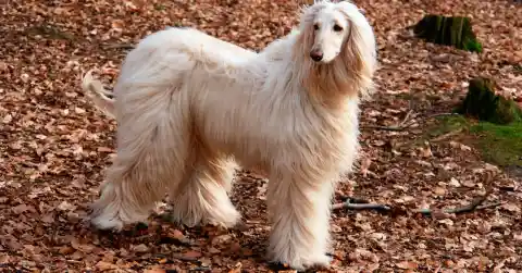 Afghan Hound