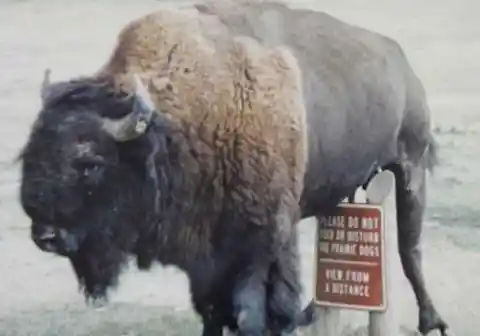 Where do buffaloes actually still roam, fuzzy and free?