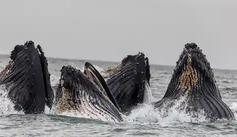 4 Interesting Facts About Whales