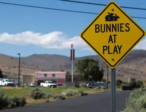 Where are love bunnies a real road hazard?