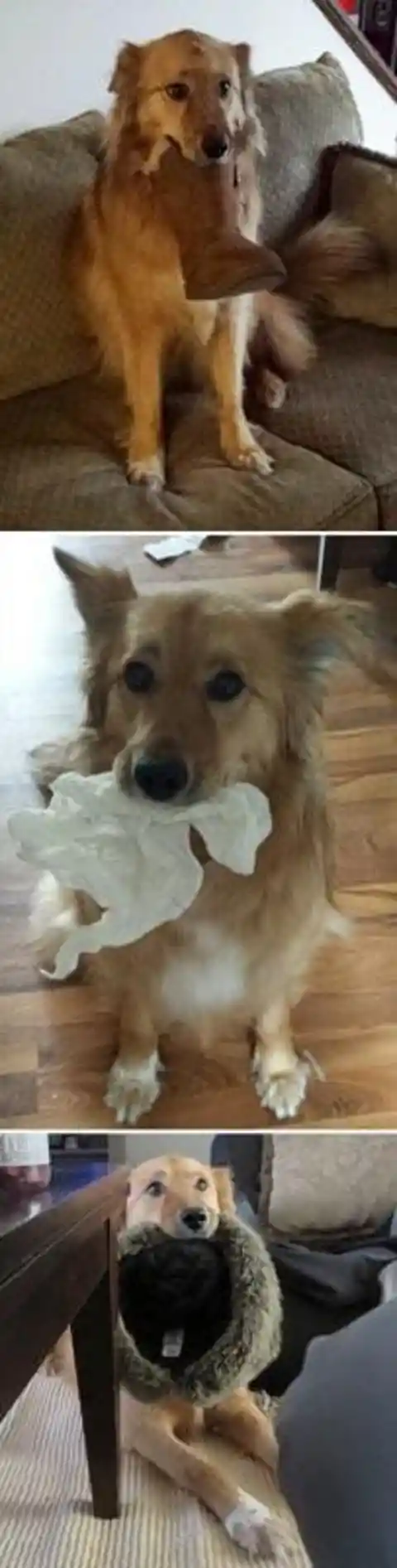 40 Pets Who Surprised Their Humans with Adorable Presents (COPY)