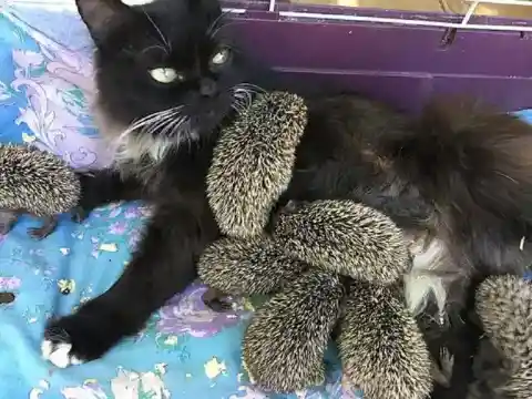 A Mom