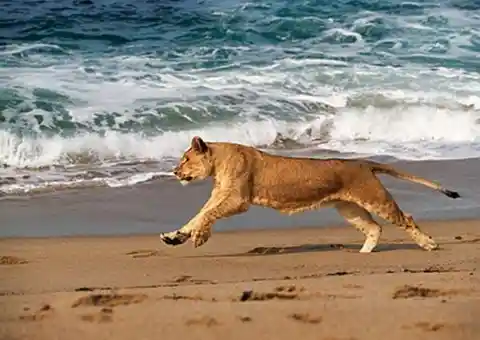 SKELETON COAST BEACH, NAMIBIA