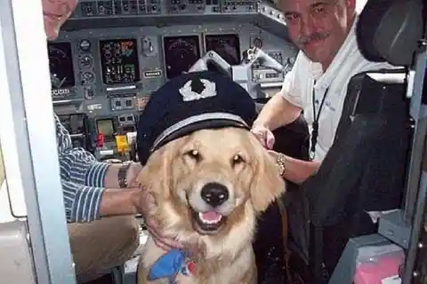 ¡Ruff Ruff, Capitán!