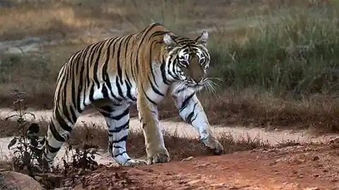 The Captive Tigers Of Oklahoma