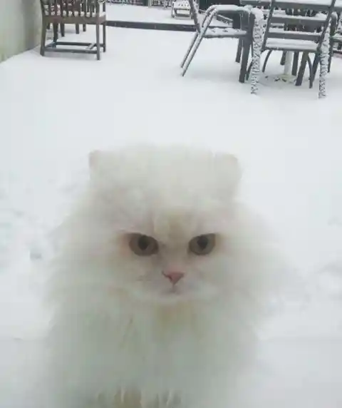 Cat Looks Furious After Being Left Outside