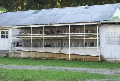 1 de cada 5 fábricas de cachorros estadounidenses son amish