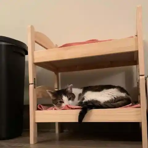 A nicer pet bed