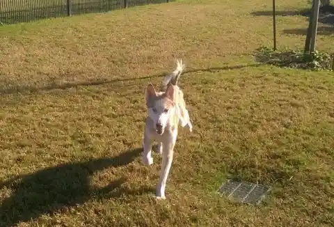 Heart Warming: Couple Takes In Starving Dog And See Him Transform - UNPUBLISHED