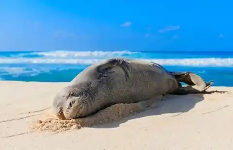 Monk Seals Love Sleep